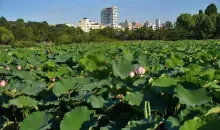 L’étang Shinobazu, emblématique du parc Ueno, et ses lotus dont les pétales géants recouvrent l’entièreté de l'étendue. 