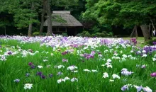 Le Koishikawa Koraku-en est le plus vieux jardin de Tokyo. 