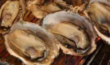 Oysters Miyajima