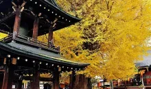 Un temple sous les feuilles jaunies de l'automne à Kukubunji, dans la ville de Takayama.