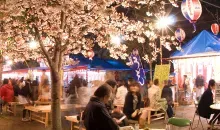 Sommerfest unter den Kirschbäumen des Maruyama-koen