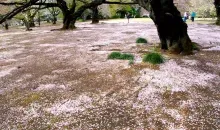 The bed of cherry petals just after hanami.
