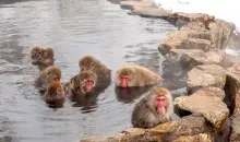 Des singes dans un onsen près de Nagano.
