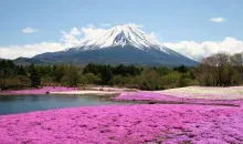 Fuji Shibazakura Matsuri