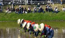 Des planteurs de riz, lors de la cérémonie de plantation "Otaue Matsuri", au printemps