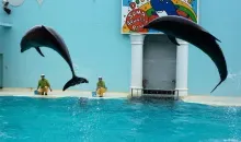 Dolphins are the stars of Park aquatic life Suma (Kobe)