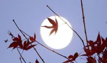 La luna indica el inicio del Koyo, cuando las hojas se vuelven rojas en otoño.