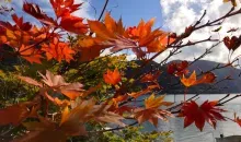 Les feuilles rougeoyantes de l'automne au bord du lac Chuzenji, à Nikko.