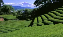Campos de té tierno y verde en primavera, Shizuoka
