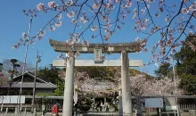 Le torii du sanctuaire de Terumo