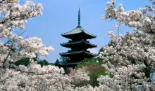 Les cerisiers en fleur du Ninna-ji