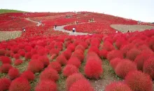 Les buissons rouge vif du Hitachi Kaihin Koen