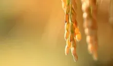 Epis de riz fraîchement récoltés