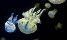 Admirez une cinquantaine d'espèces de méduses