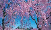 Les cerisiers en pleine floraison devant le château de Hirosaki, à Aomori
