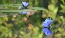 Les nymphéas bleus peuvent être admirés de juillet à octobre exclusivement au jardin de Kitagawa. 