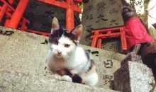 Un gato en la entrada de un santuario shinto en Kioto.