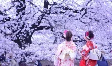 Japonesas con sus trajes tradicionales bajo las flores de los cerezos.