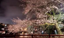 Fleurs de cerisiers de Takayama