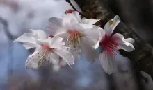 Une espèce de cerisier très rare, le yae-mamezakura