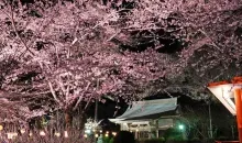 Hanami nocturne au Kinugawa onsen Festival à Nikko