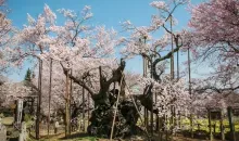 Le cerisier Yamata Jindaizakura, vieux de 2 000 ans