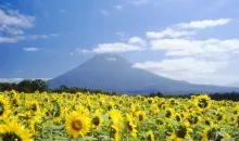 Sunflower is the emblem of the village of Kyogoku