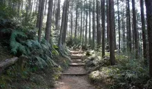 The historic paths of Kumano Kodo through the forest