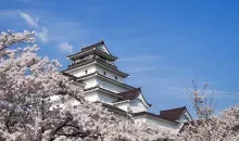 Le château d'Aizu au printemps, entouré de fleurs de cerisier