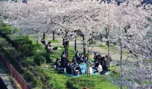 Hanami au Parc Sakuranomiya