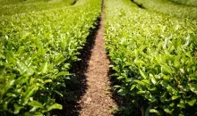 Détail champs de thé vert de Wazuka