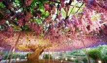 Le parc floral d'Ashikaga