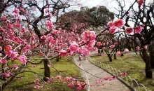 Pruniers en fleurs à Kitano Tenmangû