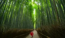 Bambouseraie arashiyama