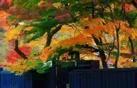 Hojas de otoño en el distrito samurái de Kakunodate