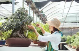 Takamatsu concentra quasi l'80% della produzione di bonsai giapponesi