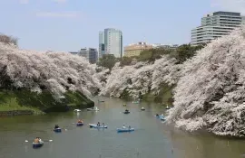 Flor de cerezo (sakura) en Tokio