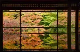 Ruriko-in-Tempel in Kyoto: ein Ort, an dem Sie die herrlichen Herbstfarben erleben können
