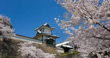 Los cerezos en flor en el parque del Castillo de Kanazawa.