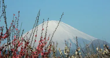 Le mont Fuji vu du parc des pruniers de Soga Bairin à Odawara