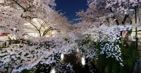 Cerisiers en fleurs "Sakura" quartier de Meguro, Tokyo
