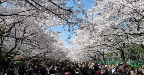 El parque de Ueno en primavera se tiñe de rosa pálido