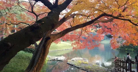 Korakuen in autumn