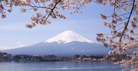 Lake Kawaguchiko Sakura Mont Fuji