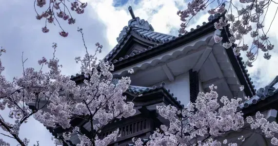 Cherry Blossom in front of Kanazawa Castle